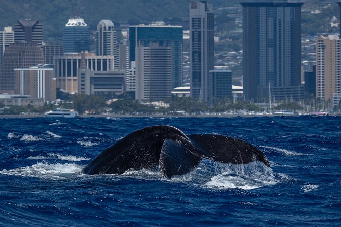 Moana’s Waikīkī Whale Watching Exploration - Leaving Kewalo Basin Harbor at 8:00 am