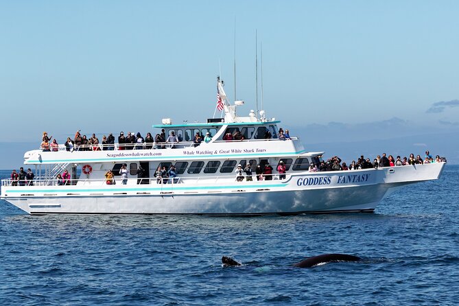 Monterey Bay Whale Watching - Key points to know before you book