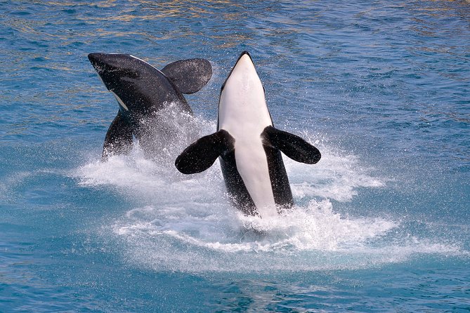 Monterey Bay Whale Watching - Upper-deck seating and the best way to watch