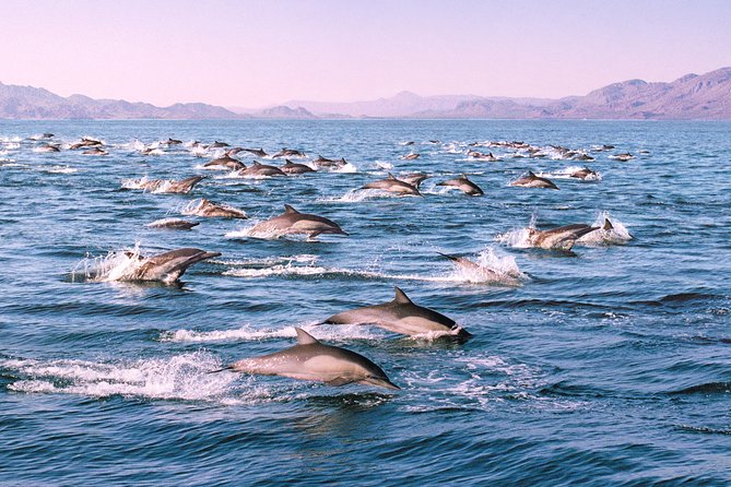 Monterey Bay Whale Watching - Motion sickness, weather, and comfort