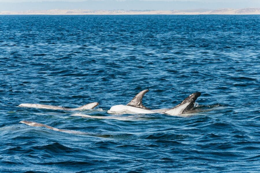 Monterey Bay: Whale Watching Tour - Why Monterey Bay is such a good place to watch whales