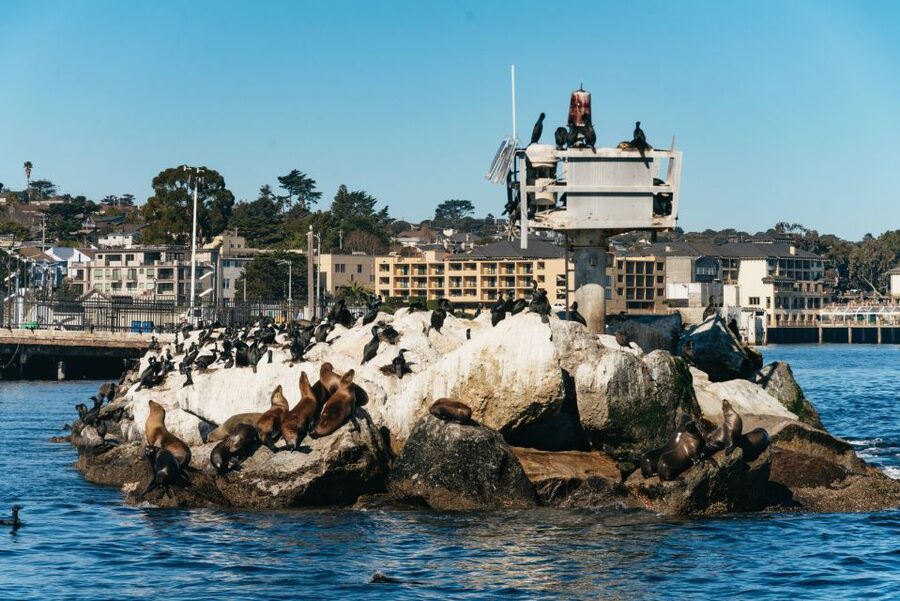 Monterey Bay: Whale Watching Tour - Leaving Old Fisherman’s Wharf with sea lions nearby