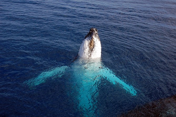 Monterey Bay Whale Watching - Humpbacks, dolphins, and the supporting cast