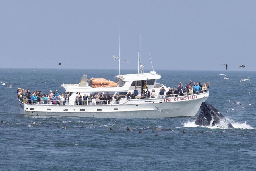 Monterey: Monterey Bay Dolphin and Whale Watching Boat Tour - Key points to know before booking
