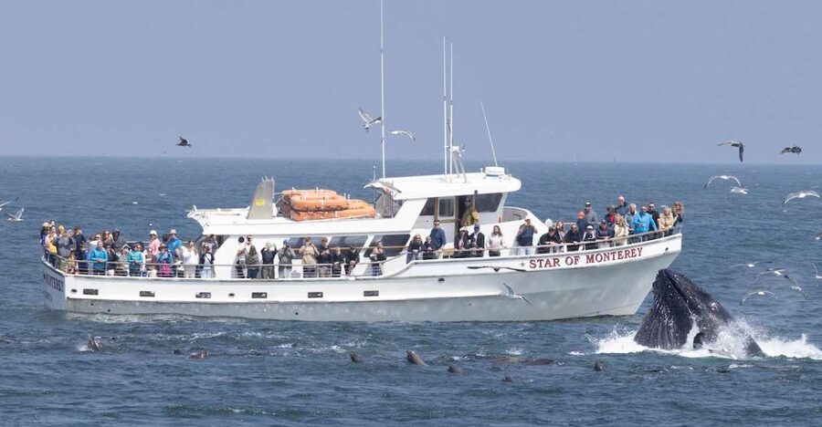 Monterey: Monterey Bay Dolphin and Whale Watching Boat Tour - Leaving Old Fisherman’s Wharf for Monterey Bay
