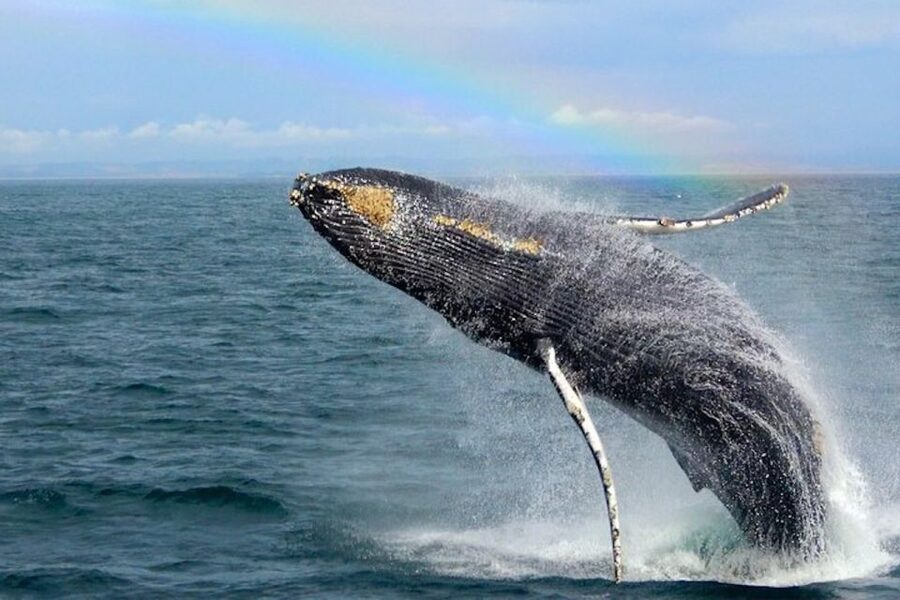 Monterey: Monterey Bay Dolphin and Whale Watching Boat Tour - Smaller boats, better views, and a few tradeoffs
