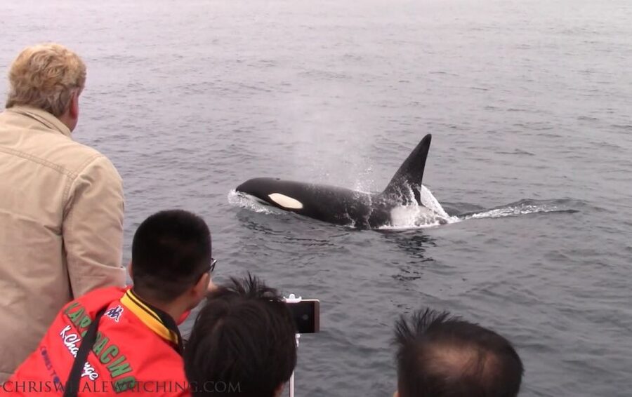 Monterey: Monterey Bay Dolphin and Whale Watching Boat Tour - Who will enjoy this Monterey whale tour?
