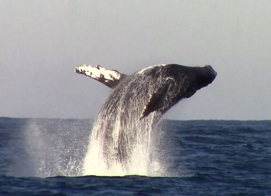 Monterey: Monterey Bay Dolphin and Whale Watching Boat Tour - Practical advice for a smoother outing