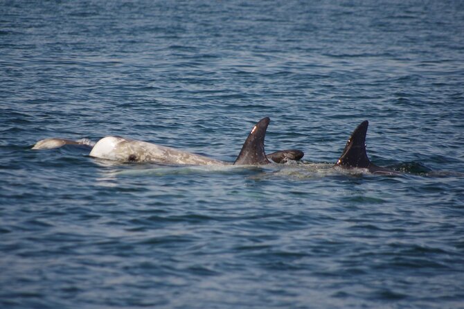 Monterey Private 3 - 4 Hour Whale Watching Cruise - Three to four hours searching Monterey Bay