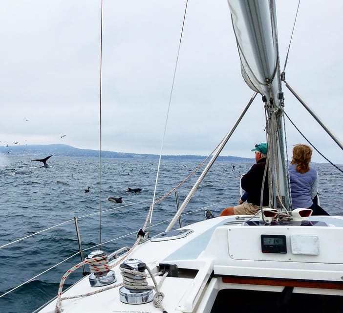 Monterey: Private Whale Watching/Sailing Tour for 6 - Is the private Monterey whale tour worth booking?