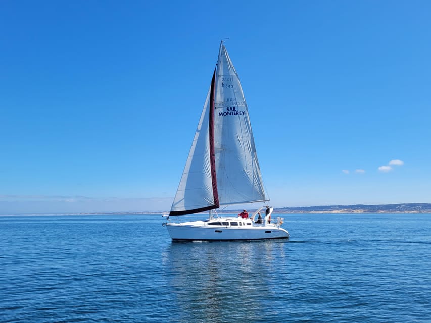 Monterey: Private Whale Watching/Sailing Tour for 6 - The wildlife search: whales, dolphins, and smaller stars
