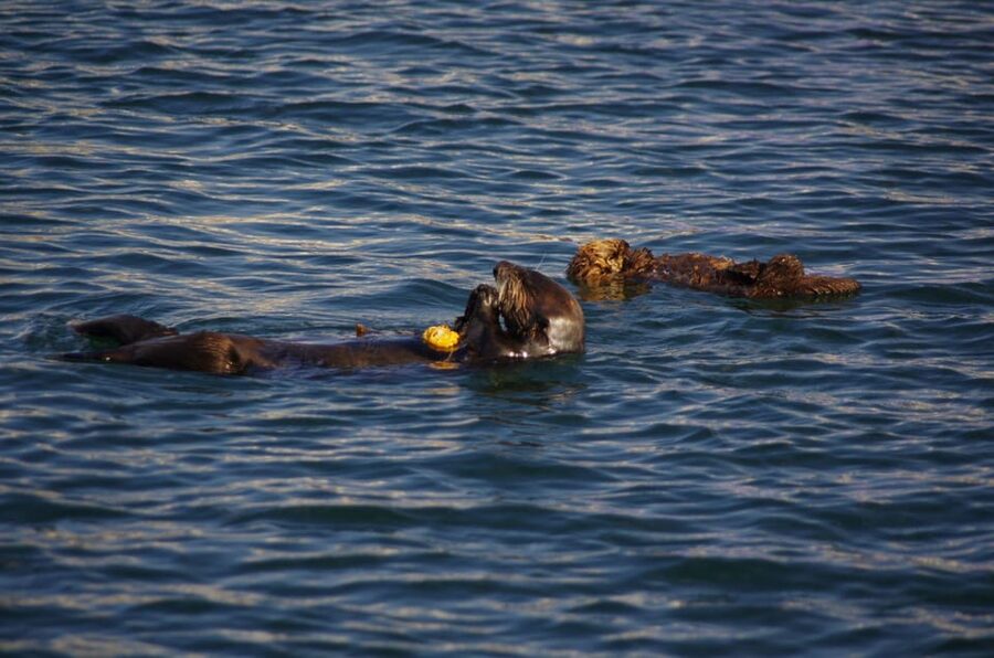 Monterey: Private Whale Watching/Sailing Tour for 6 - Sailing rather than a basic harbor cruise