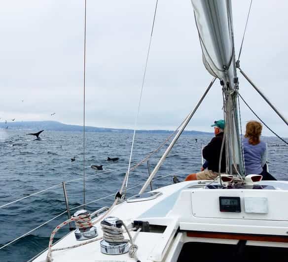 Monterey: Private Whale Watching/Sailing Tour for 6 - Practical timing and cancellation advice