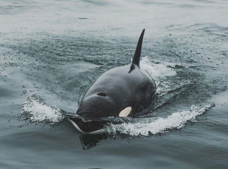 Monterey: Sunset Whale Watching Cruise with A Guide - Key points to know before you go
