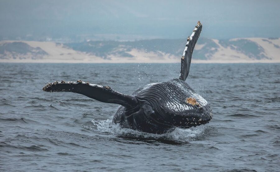 Monterey: Sunset Whale Watching Cruise with A Guide - Humpbacks, dolphins, and the wider cast