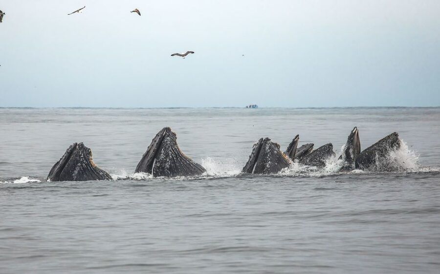 Monterey: Sunset Whale Watching Cruise with A Guide - Why the naturalist guide matters