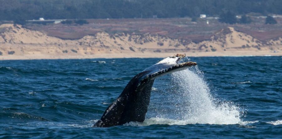 Monterey: Sunset Whale Watching Cruise with A Guide - The smaller boat advantage and its tradeoff