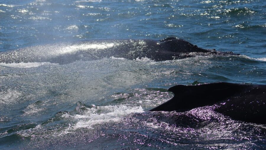 Monterey: Sunset Whale Watching Cruise with A Guide - Is $75 a fair price?