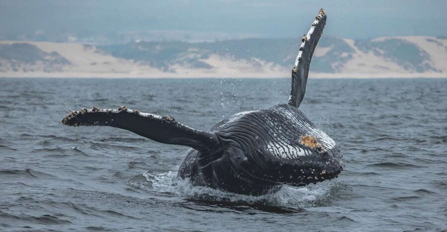 Monterey: Sunset Whale Watching Cruise with A Guide - What the first part of the cruise feels like