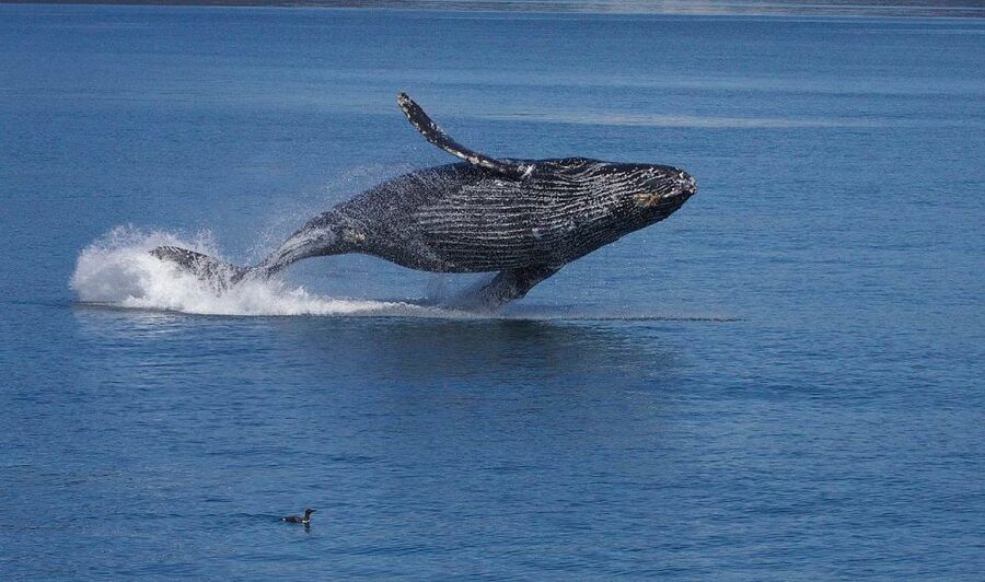 Monterey: Whale Watching Cruise - Key points to know