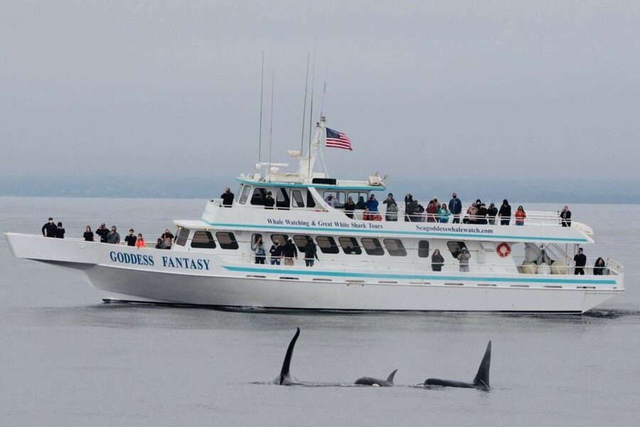 Monterey: Whale Watching Cruise - Practical tips for a better outing