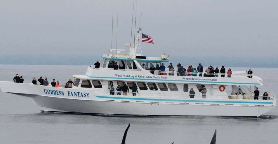 Monterey: Whale Watching Cruise - Why Monterey Bay is such a good place for whales