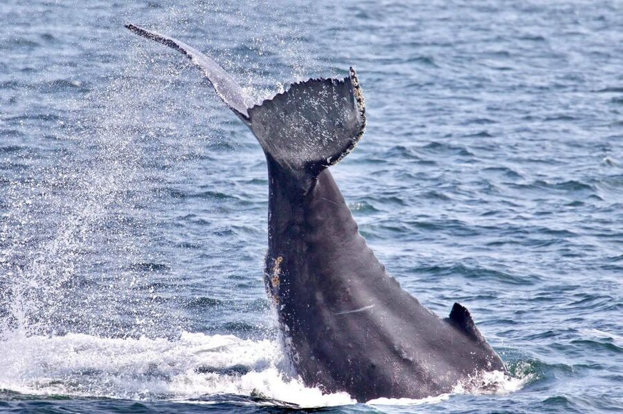Monterey: Whale Watching Cruise - Searching the open waters for whales