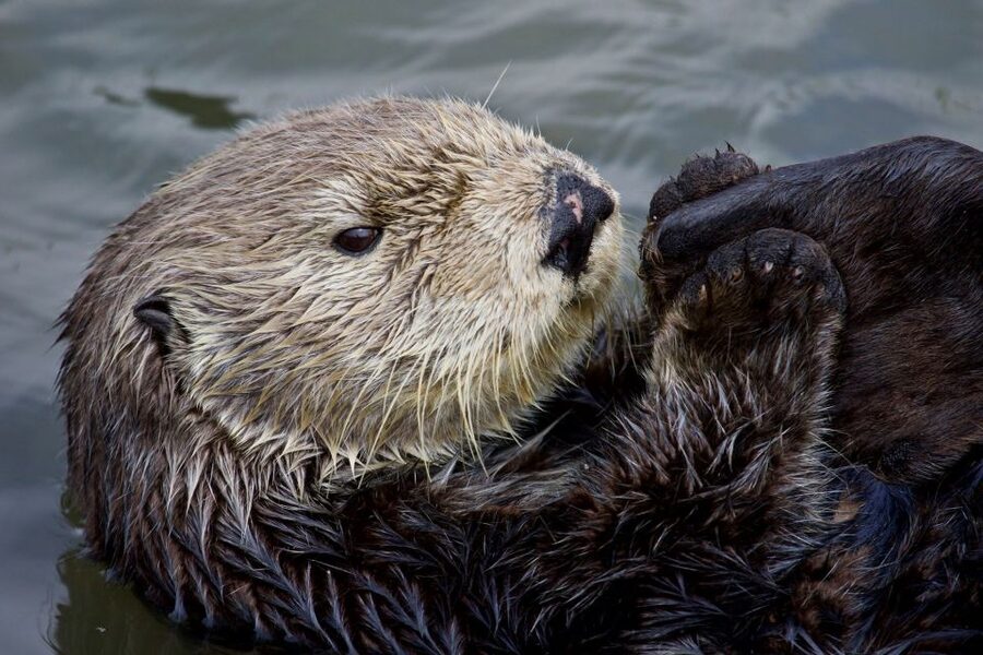 Monterey: Whale Watching Cruise - The animals you might see
