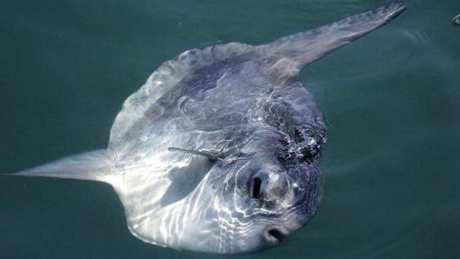Monterey: Whale Watching Cruise - The guide makes the difference