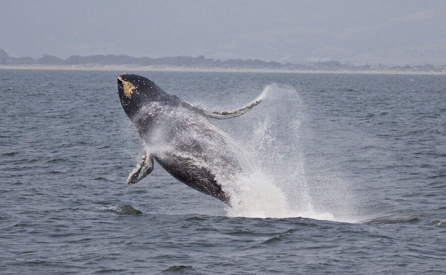 Monterey: Whale Watching Cruise - Comfort, boat size, and seasickness