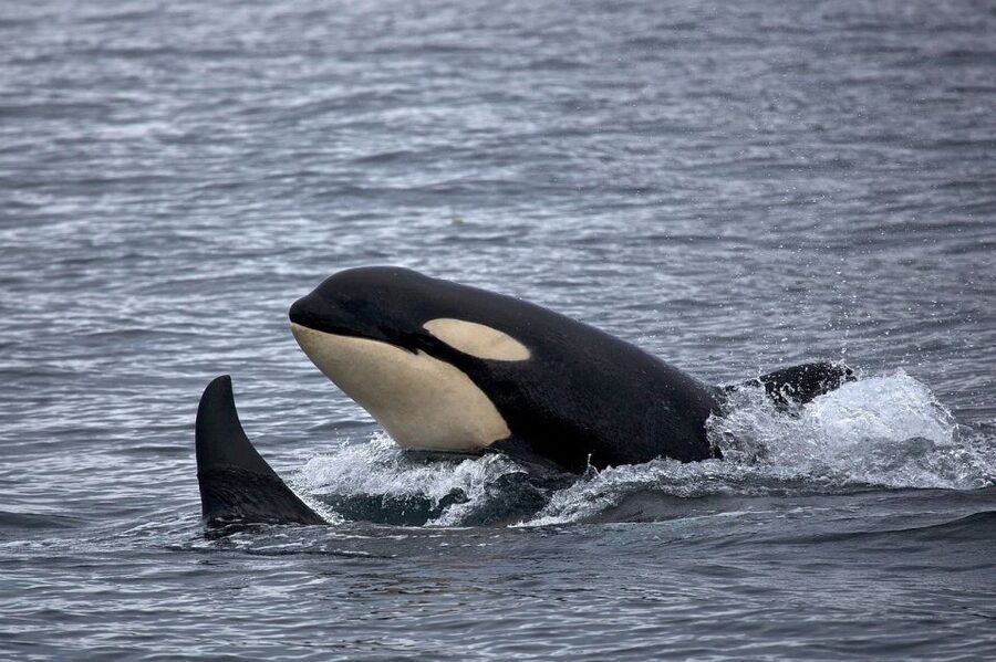 Monterey: Whale Watching Cruise - Who should book this cruise?