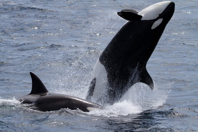 Monterey Whale Watching Tour - The Naturalists Add More Than Commentary