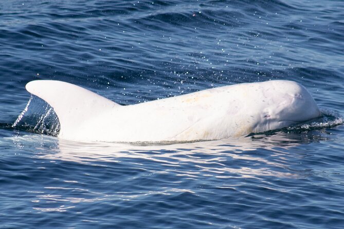 Monterey Whale Watching Tour - Timing, Distance, and the Patience Factor