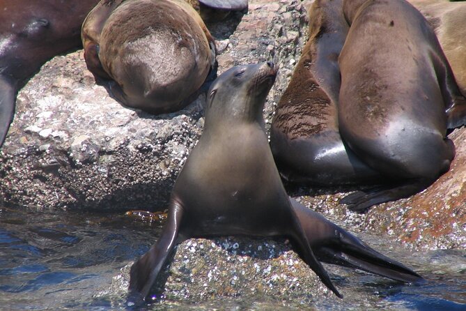 Monterey Whale Watching Tour - Motion Sickness: Take This Seriously