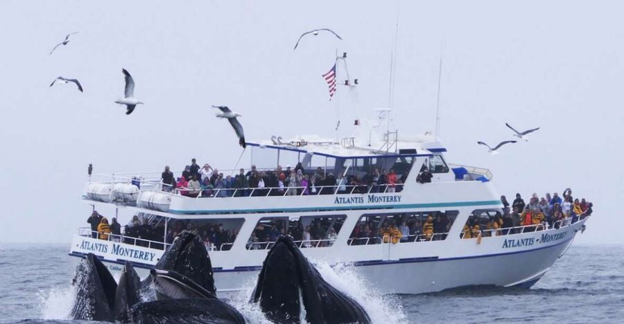 Monterey: Whale Watching Tour with A Marine Guide - Key things to know before sailing