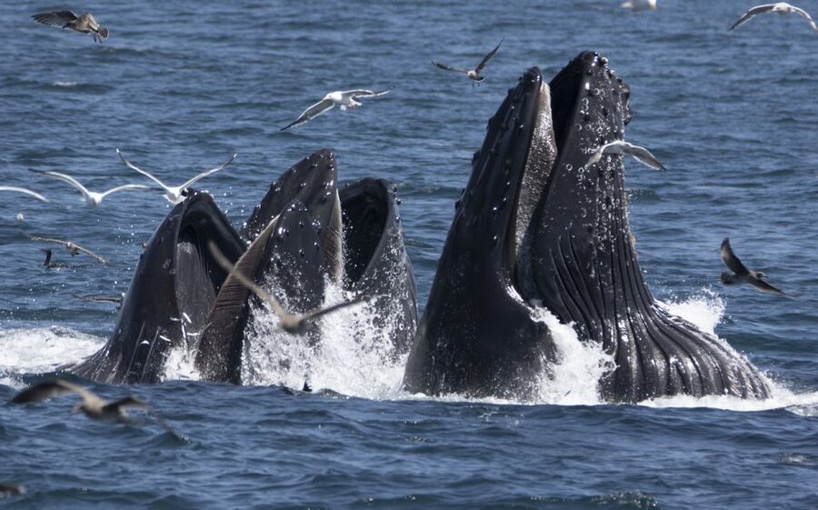 Monterey: Whale Watching Tour with A Marine Guide - Starting at the yellow building on Fisherman’s Wharf