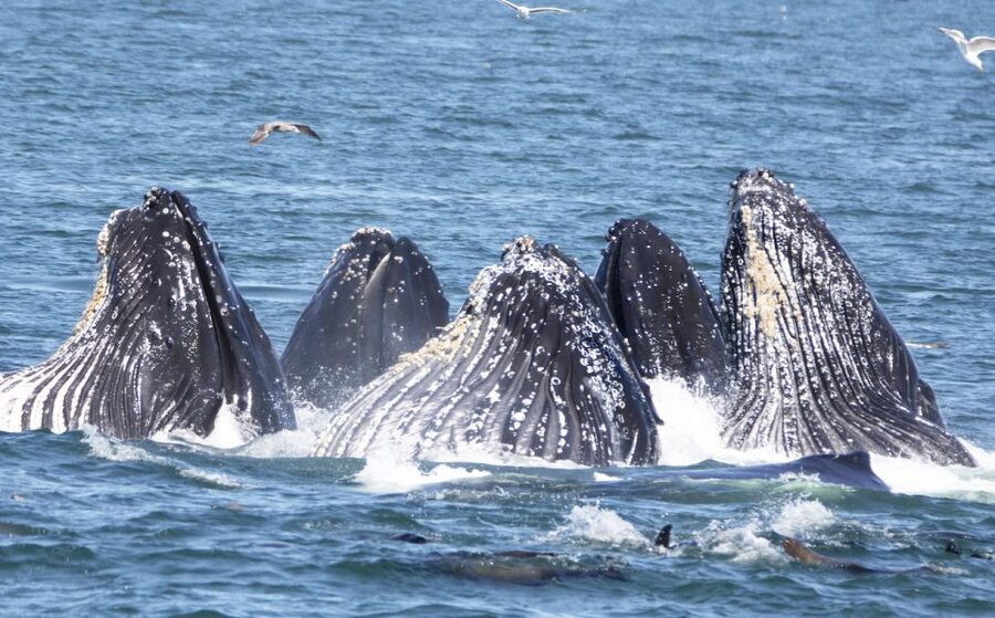 Monterey: Whale Watching Tour with A Marine Guide - Leaving the harbor and entering the sanctuary