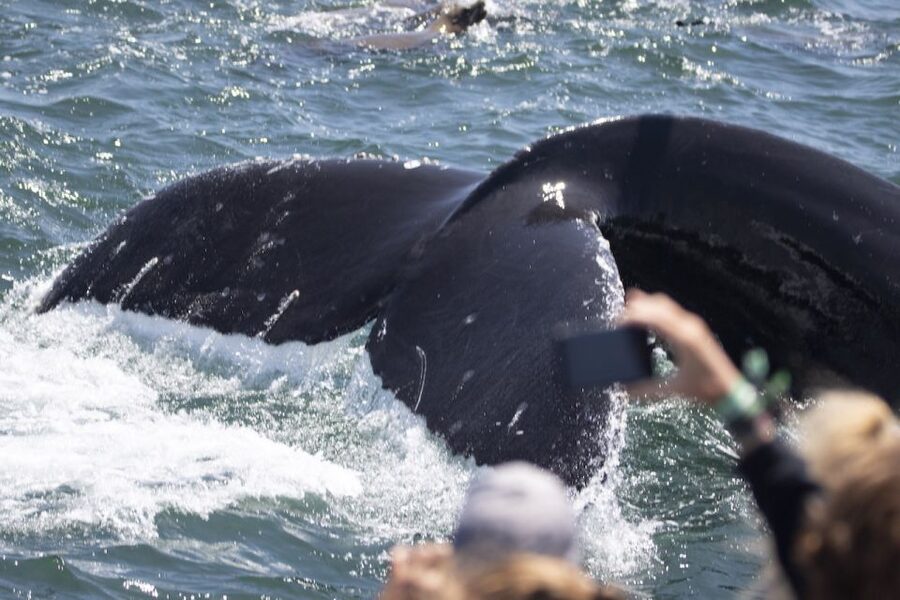 Monterey: Whale Watching Tour with A Marine Guide - What you may see by season