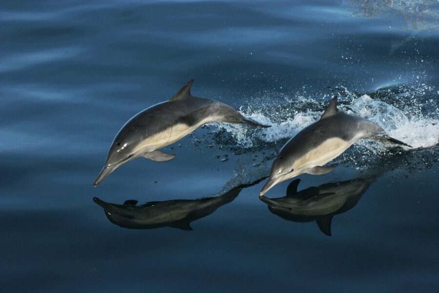 Monterey: Whale Watching Tour with A Marine Guide - Choosing your seat and preparing for the sea