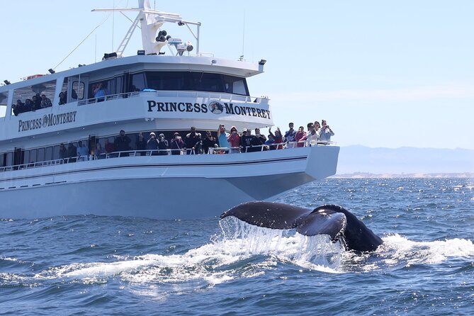 Monterey Whale Watching Tour - What You May See at Monterey Bay
