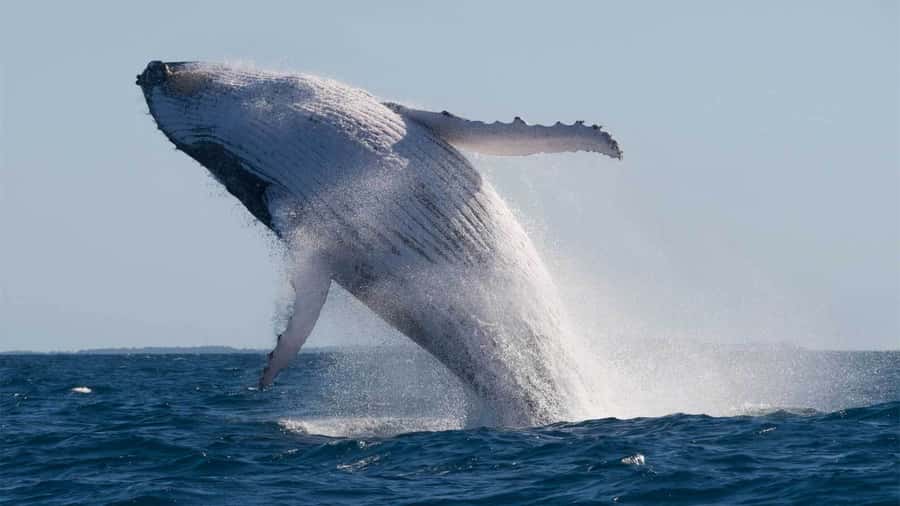 Mooloolaba: 2-Hour Whale Watching Adventure - Watching humpbacks from a low position