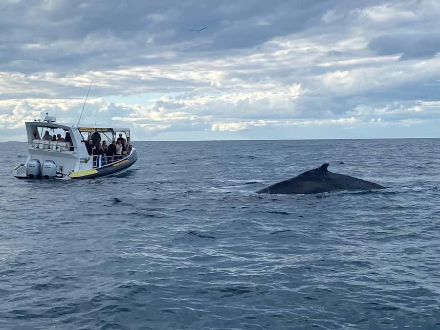 Mooloolaba: 2-Hour Whale Watching Adventure - How much value do you get for $63?