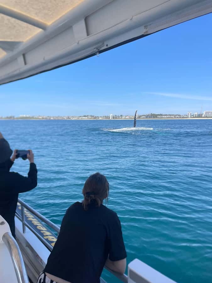 Mooloolaba: 2-Hour Whale Watching Adventure - Practical preparation for a better outing