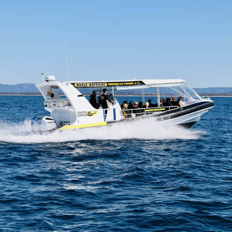 Mooloolaba: 2-Hour Whale Watching Adventure - Should you book the Mooloolaba whale tour?