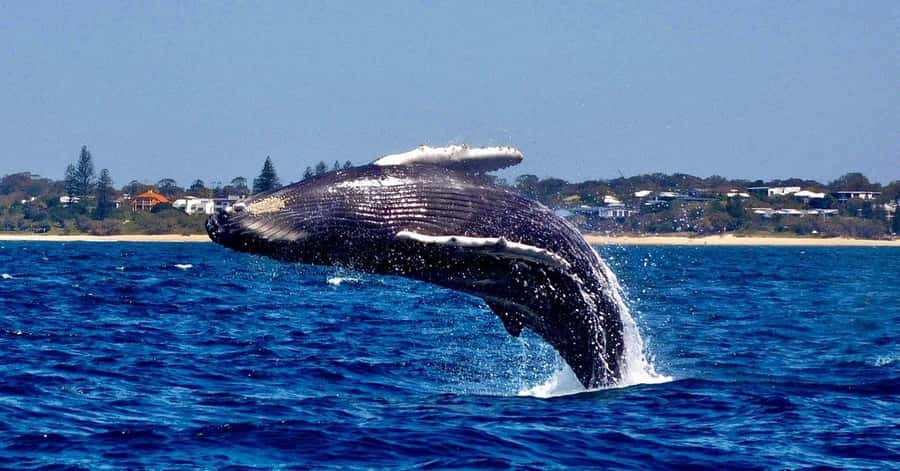 Mooloolaba: 2-Hour Whale Watching Adventure - The fast run out to the whales