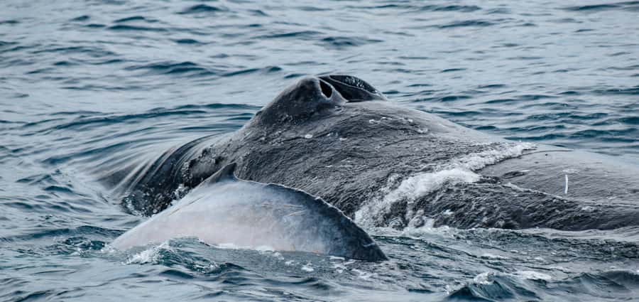 Mooloolaba: Whale Watching Cruise - Key points to know before you book