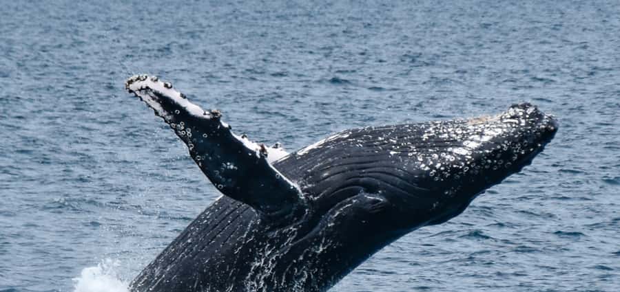Mooloolaba: Whale Watching Cruise - Leaving Mooloolaba Wharf behind