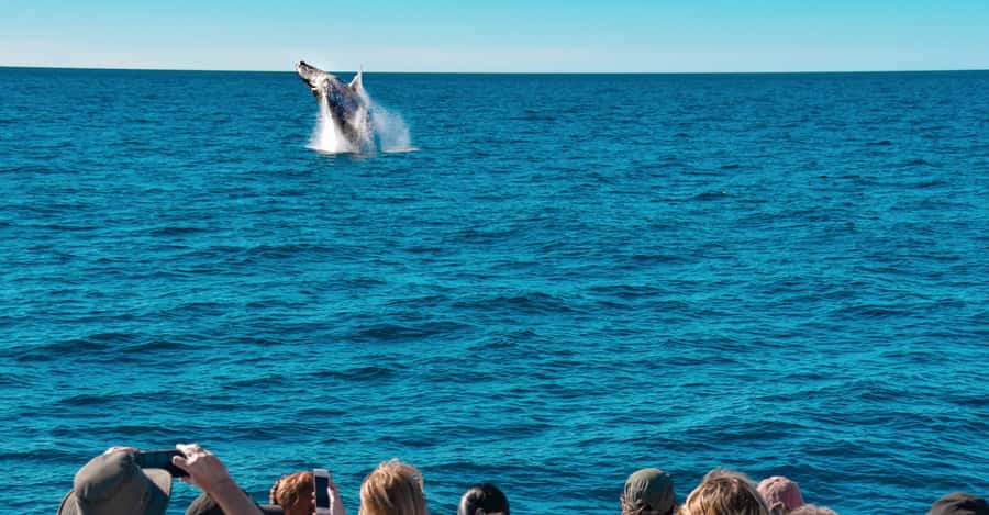 Mooloolaba: Whale Watching Cruise - Looking for humpbacks above the water