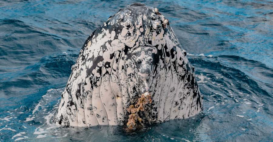 Mooloolaba: Whale Watching Cruise - Hearing whale song and seeing below the surface