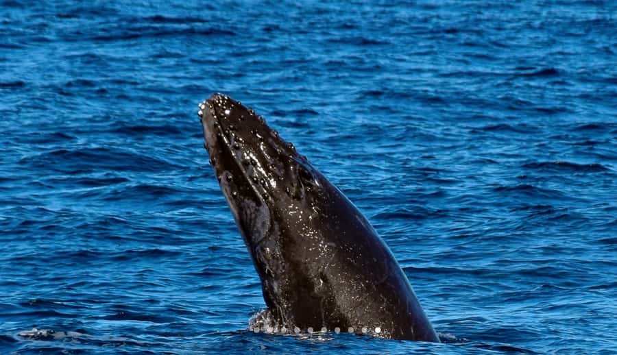 Mooloolaba: Whale Watching Cruise - Why the raft changes the viewing experience